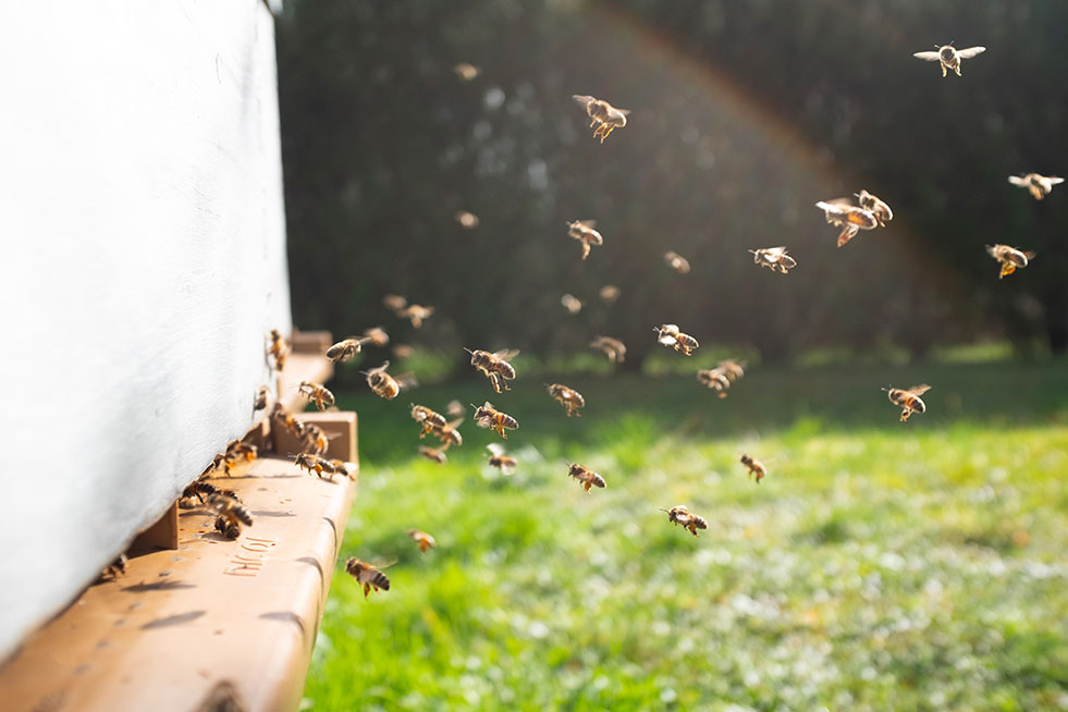 Protection de l'environnement avec la siociété Leducq